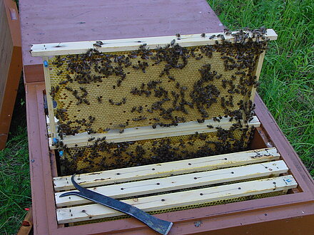 Bellissimo e robusto nido di covata