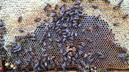 Miele di bosco appena registrato