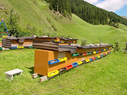 Giovani api presso l'apiario