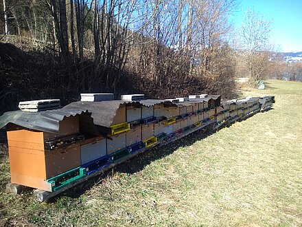 Svernamento dell'apiario a Leisach